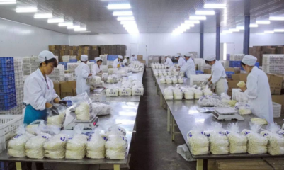 眾興菌業凈利潤虧損1800-2100萬元 由盈轉虧背后技術推廣的挑戰與反思